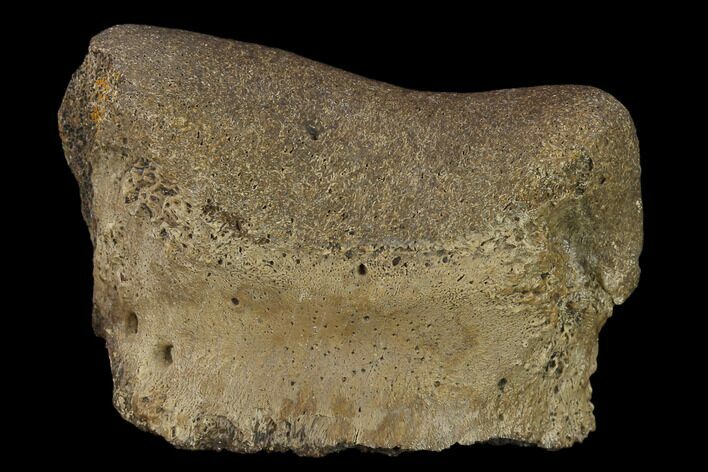 Ceratopsian Dinosaur Phalange - Alberta (Disposition #-) #134450